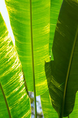 Background and texture of green leaf. Nature pattern from green leaf for background.
