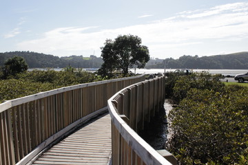 wooden bridge in the reeds