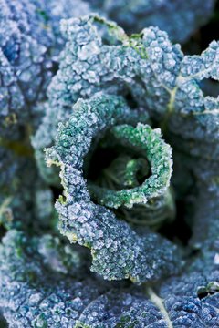 Savoy cabbage leaves covered with frost