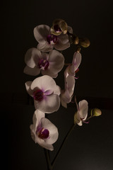 Phalaenopsis flowers, also known as moth orchids illuminated by night