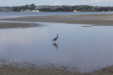 bird on the beach