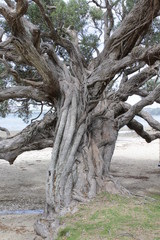 Obraz premium tree on the beach