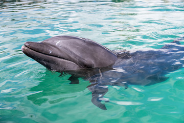 Dolphin wait for food