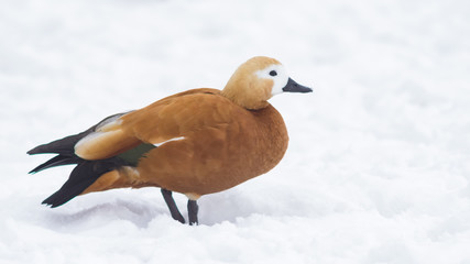 Female Ruddy shelduck Tadorna ferruginea walking on snow over frozen pond, selective focus, shallow DOF