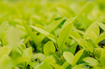 Green leaves, patterned background, blurred