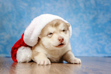 Fototapeta na wymiar Puppy in a red Christmas hat
