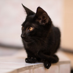 close up photo for Homeless little black cat 