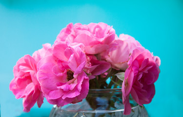Pink rose bouquet on colorful blue background