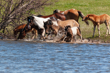 A herd of horses with foals drink water from the pond and frolic