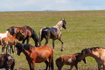 A herd of horses with foals graze in a summer meadow led by a leader