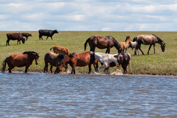 Fototapeta na wymiar Horses are resting by the water. Bashkiria.