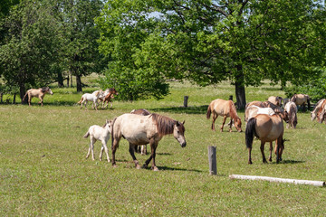 Naklejka na ściany i meble Horses with foals graze on green pasture.
