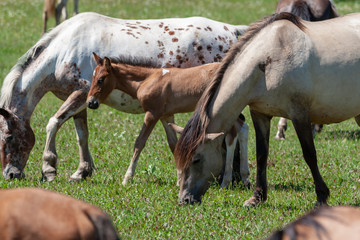 Horses with foals graze on green pasture.