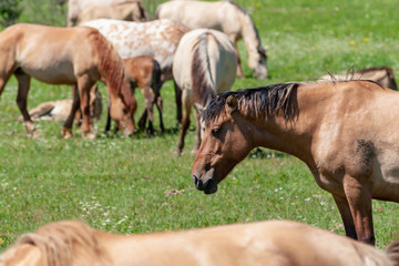 Horses graze on a green pasture.