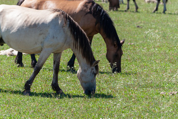 Horses graze on a green pasture.