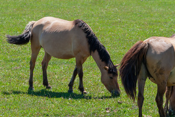 Naklejka na ściany i meble Horses graze on a green pasture.