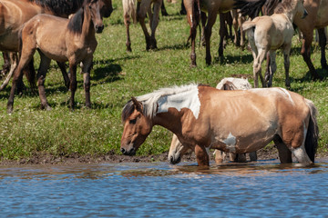 Horses are in the water and drink water.