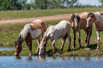 Obraz na płótnie Canvas Horses on the shore of the pond. Horses at the site of watering.