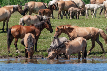 Fototapeta premium Horses are in the water and drink water.