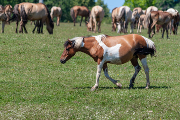 Obraz na płótnie Canvas Spotted horse. Horses graze on a green meadow.