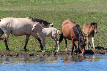Naklejka na ściany i meble Mares with their foals on the shore of the pond.