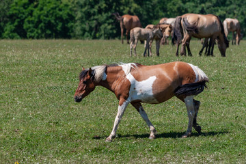 Spotted horse. Horses graze on a green meadow.