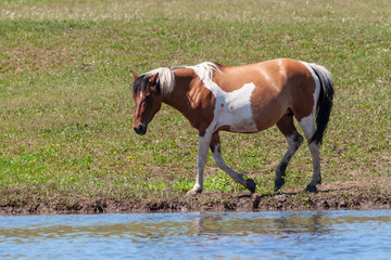 Spotted horse on the shore of the pond. Horse near a watering place.