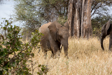 Fototapeta premium Elefant - Loxodonta africana