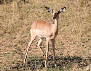 Common Impala (Aepyceros melampus)