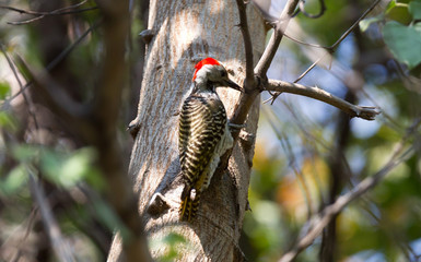 Red headed woodpecker