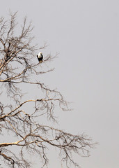 Large tree with an African Fish Eagle