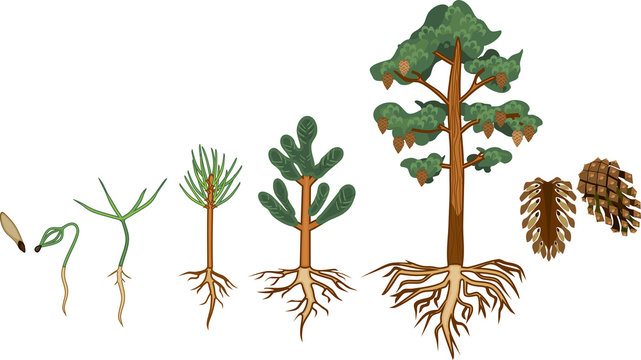 Pine tree life cycle. Stages of growth from seed to mature pine tree with cones