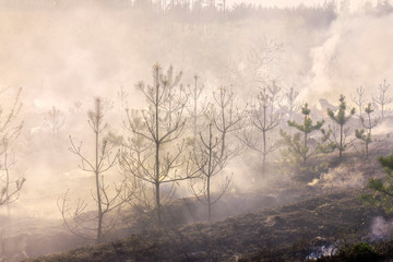 Wildfire in the woods 