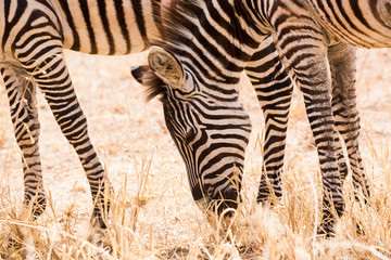 Zebra (Equus quagga)