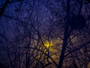 Obraz premium Blue night sky and black branches