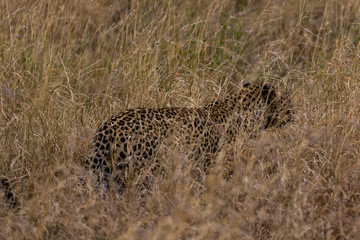Leopard (Panthera pardus) 