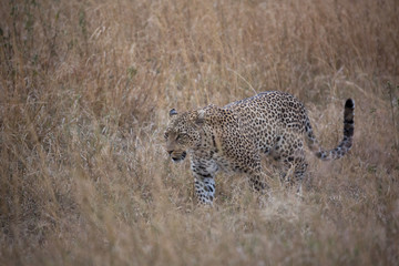 Leopard (Panthera pardus) 