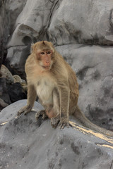 monkey on monkey beach at cat ba island, vietnam