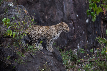 Fototapeta na wymiar Leopard (Panthera pardus) 