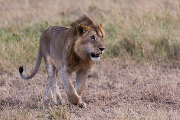 Löwe (Panthera leo)