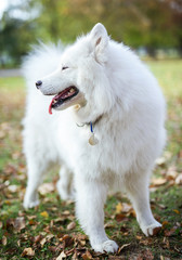 Samoyed dog in autumn park