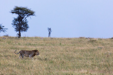 Löwe (Panthera leo)