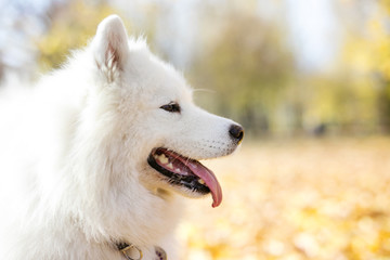 Obraz premium Samoyed dog in autumn park