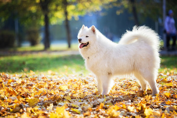 Happy samoyed dog in autumn park