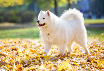 Happy samoyed dog in autumn park