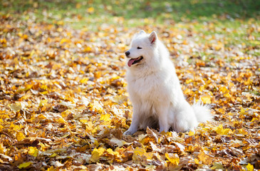 Happy samoyed dog in autumn park