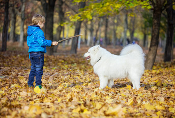 Preschool boy playing with samoyed dog in autumn park