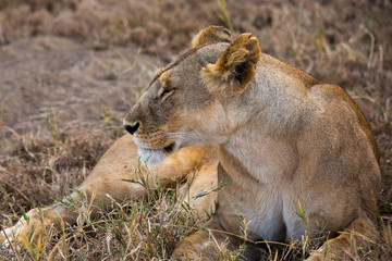 Löwe (Panthera leo)