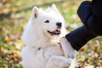 Happy samoyed dog giving paw to owner outdoors