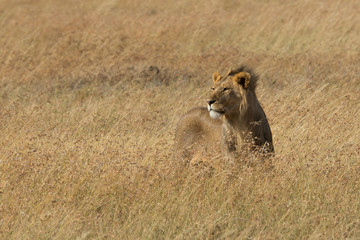 Löwe (Panthera leo)